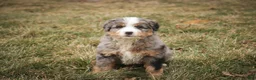 Bernedoodle dogs for sale: Paxton - Ad 5
