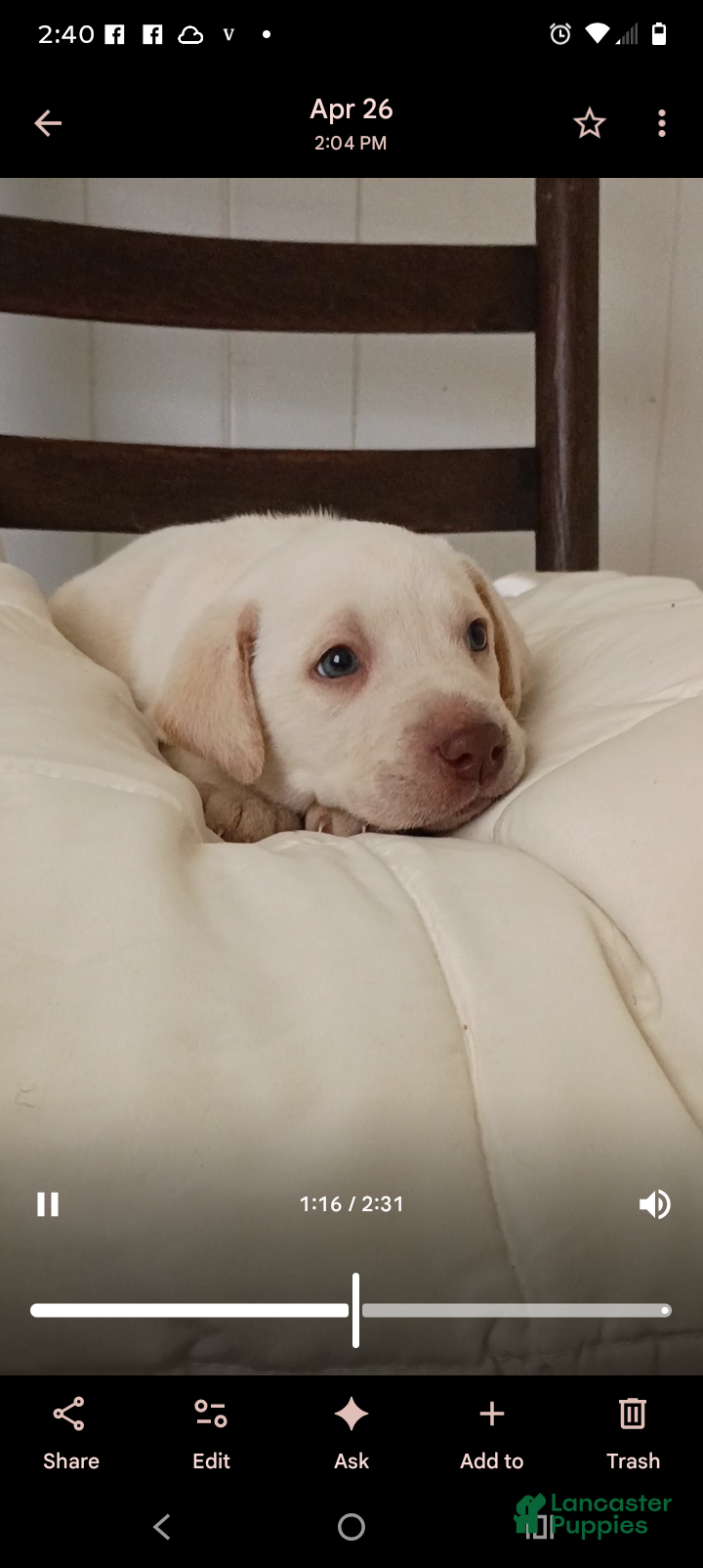 Labrador Retriever dogs Labrador Retriever Puppy 1 - Ad 1