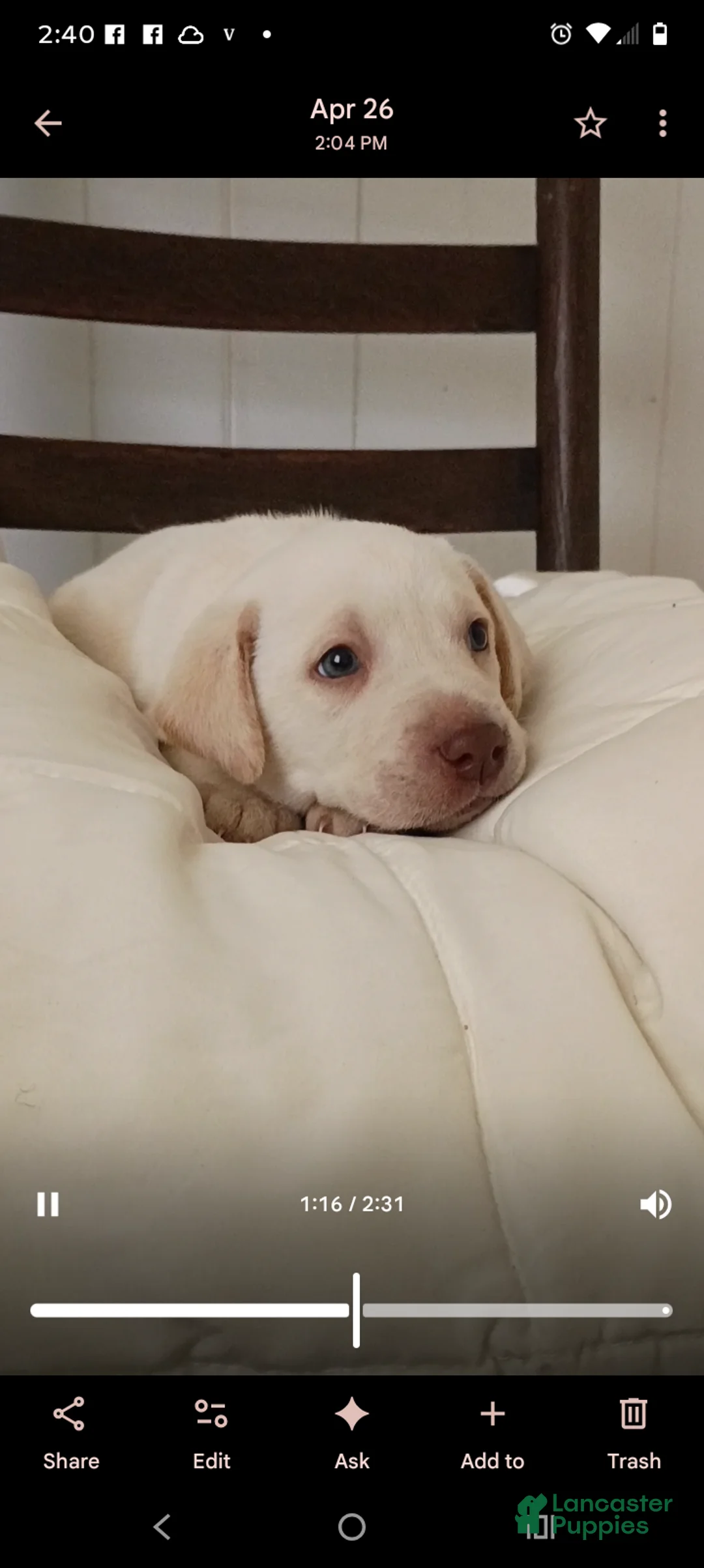 Labrador Retriever dogs for sale: Labrador Retriever Puppy 1 - Ad 1