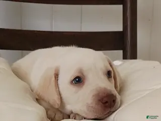 Labrador Retriever dogs for sale: Labrador Retriever Puppy 1 - Ad 3