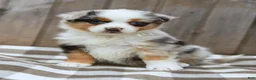 Australian Shepherd dogs for sale: Rover - Ad 3