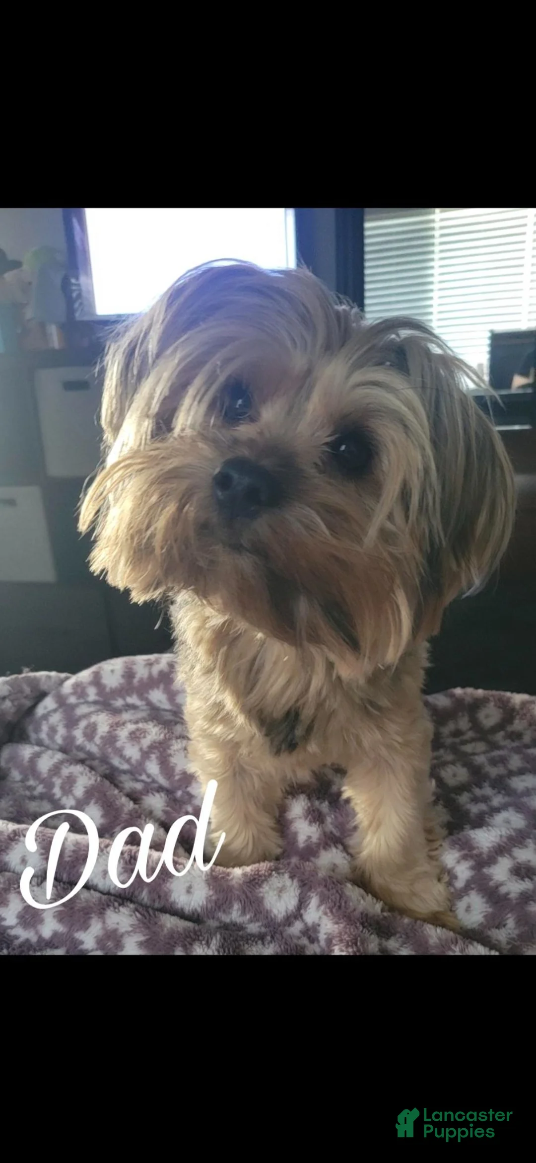 Yorkshire Terrier dogs for sale: Yorkshire Terrier Riley (female) - Ad 5