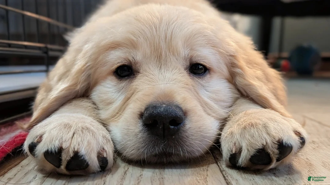 Mixed Breed dogs for sale: Mixed Breed Puppy 1 - Ad 1