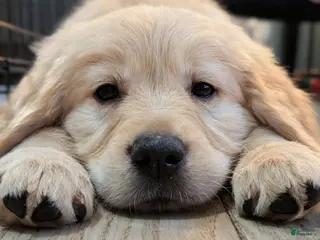 Mixed Breed dogs Mixed Breed Puppy 1 - Ad 22