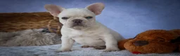 French Bulldog dogs for sale: Tulip🩷  - Ad 8