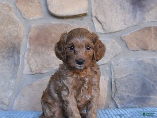 Cavapoo dogs - Ad 12