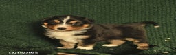 Australian Shepherd dogs for sale: Gray  - Ad 4