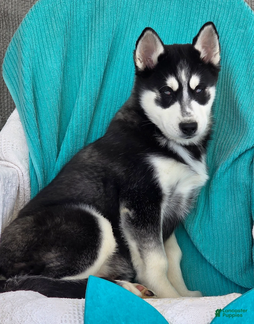 Siberian Husky dogs for sale: Kylan - Ad 2