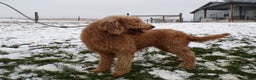 Goldendoodle dogs for sale: Goldendoodle Puppy 1 Lilac - Ad 2