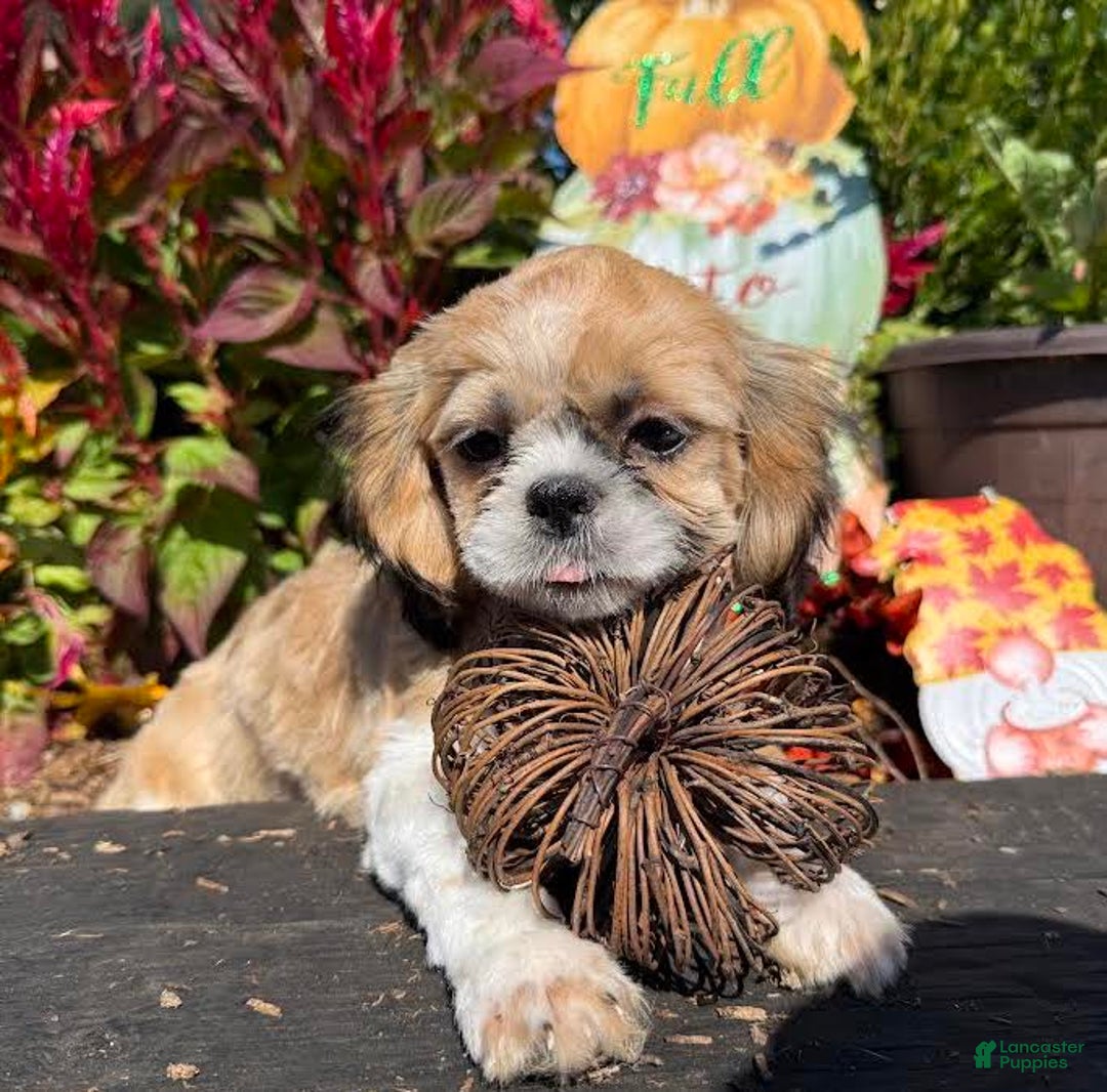 Shih Tzu dogs for sale: Rosie - Ad 1