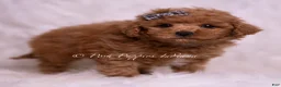 Maltipoo dogs for sale: Bravo - Ad 3