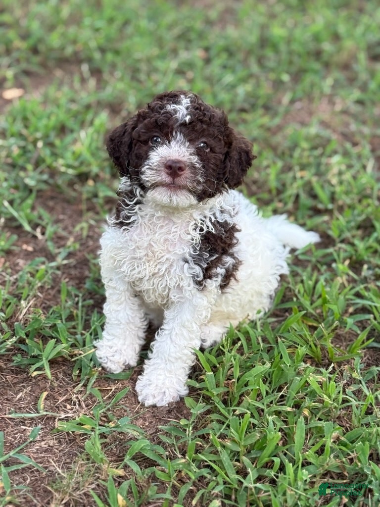 Lagotto Romagnolo dogs Blue Collar - Ad 6