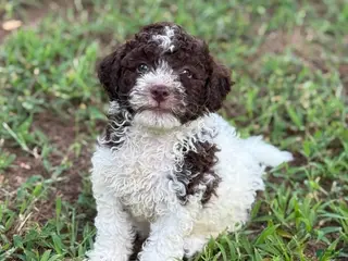 Lagotto Romagnolo dogs Blue Collar - Ad 6