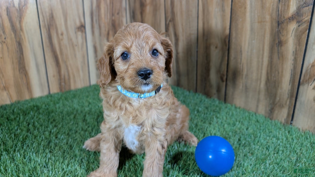 Cavapoo dogs for sale: Milly Boy 1 - Ad 3