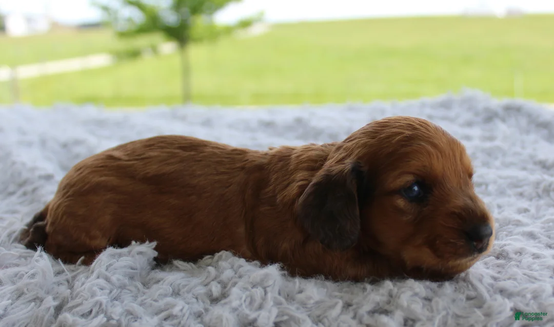 Miniature Dachshund dogs for sale: Miniature Dachshund 4 - Ad 2