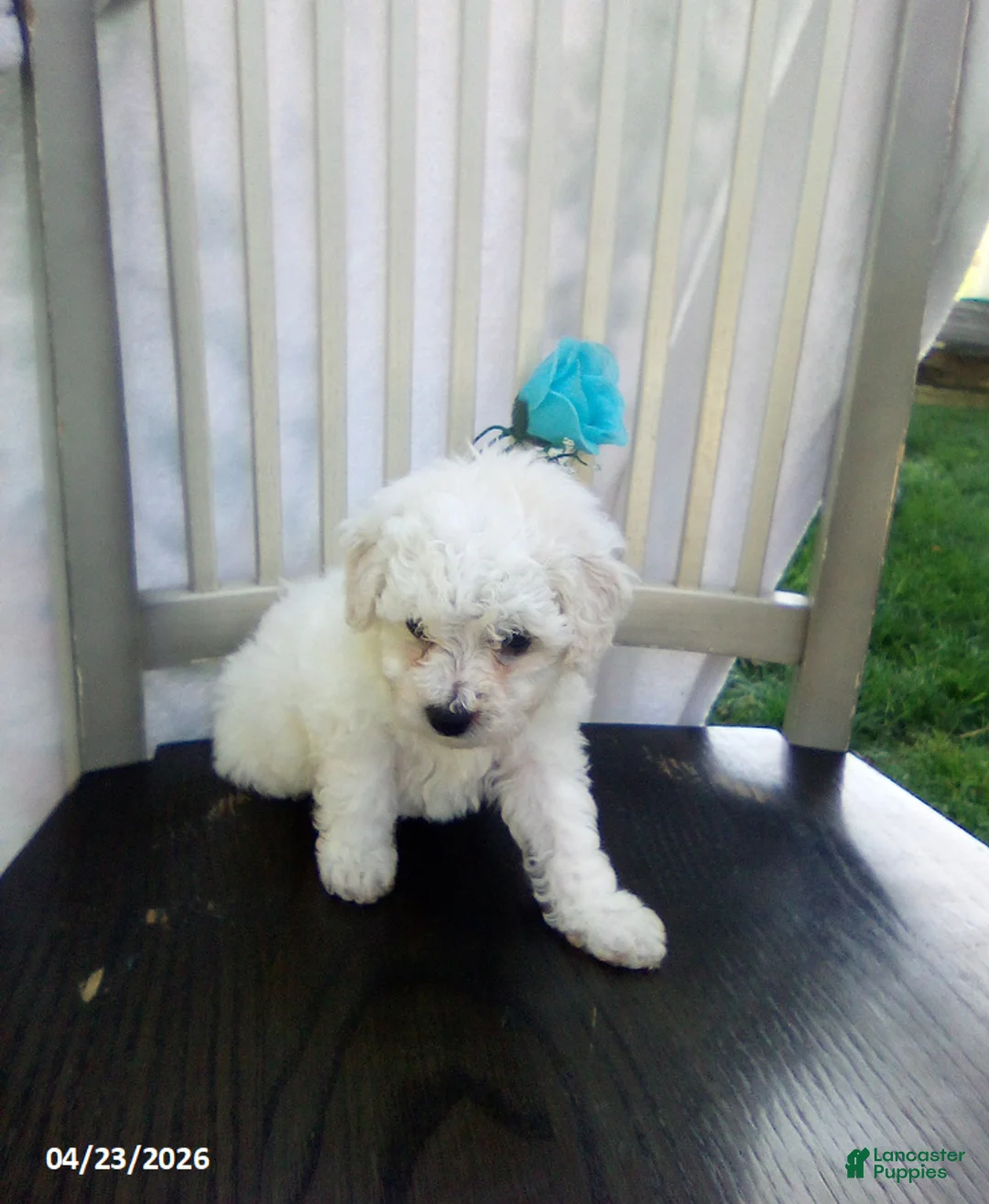 Bichpoo dogs for sale: Cooper - Ad 7