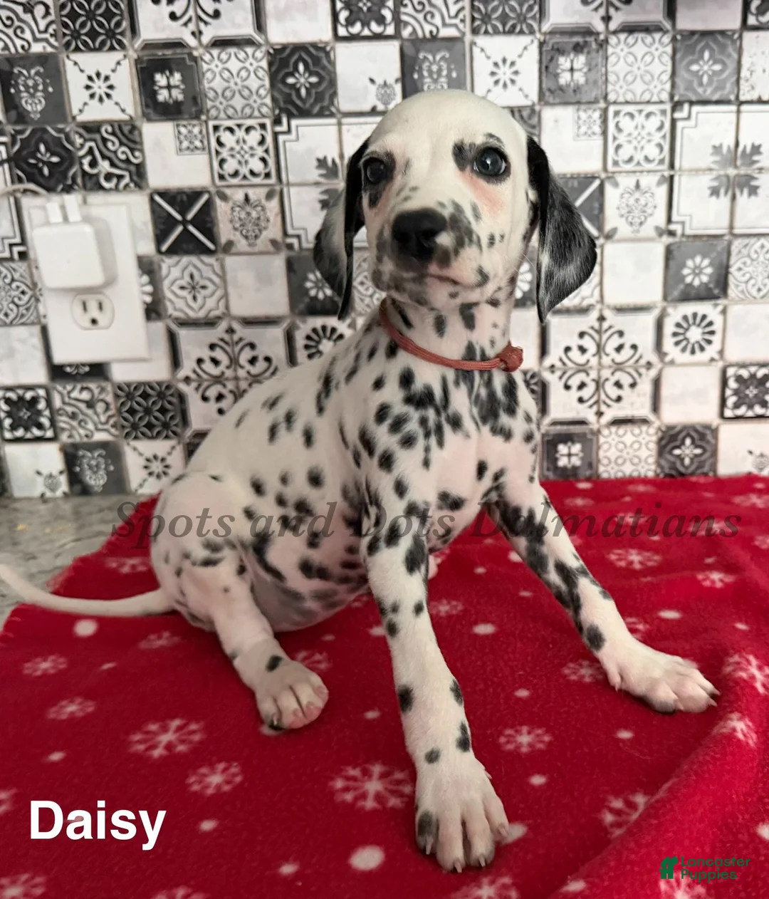 Dalmatian dogs for sale: Daisy - Ad 1