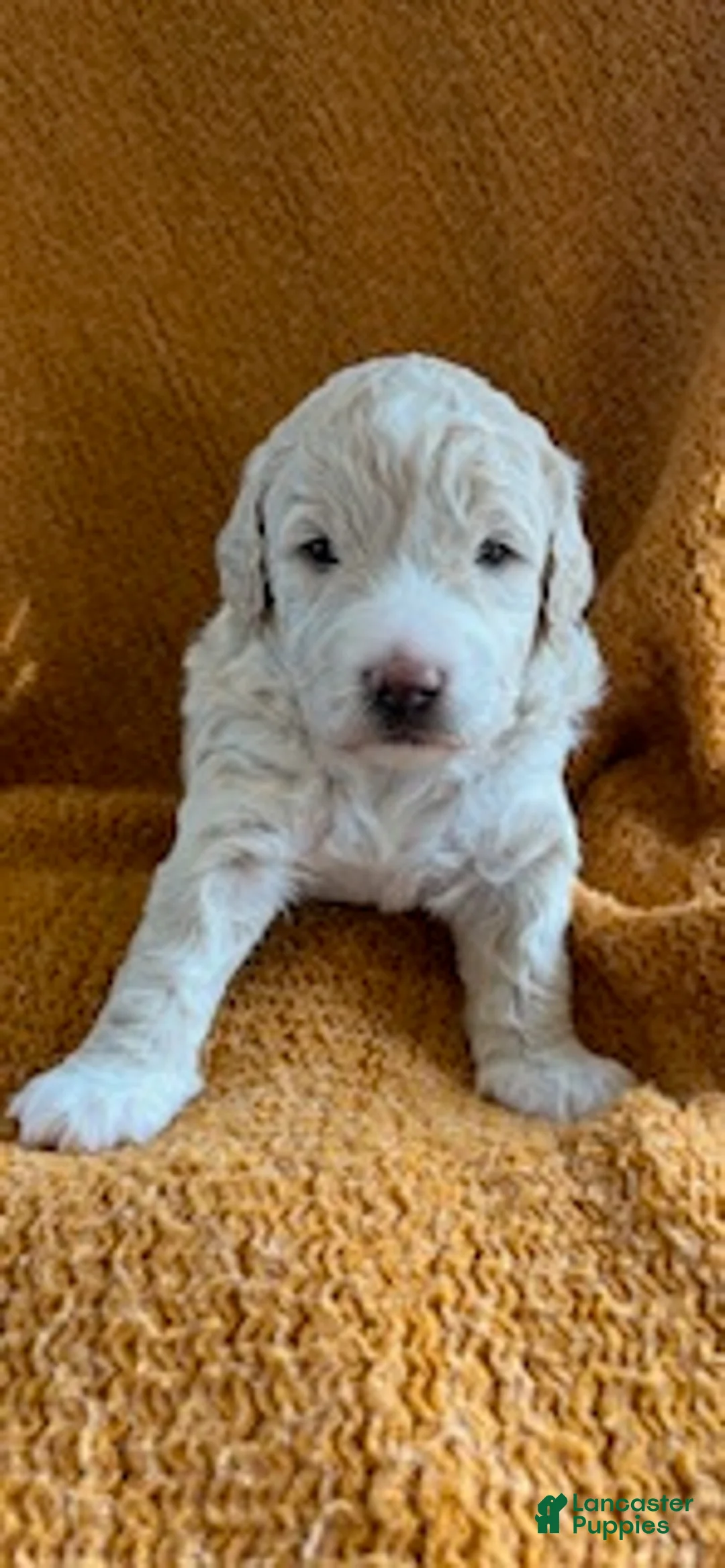Mini Goldendoodle dogs for sale: Ollie - Ad 2