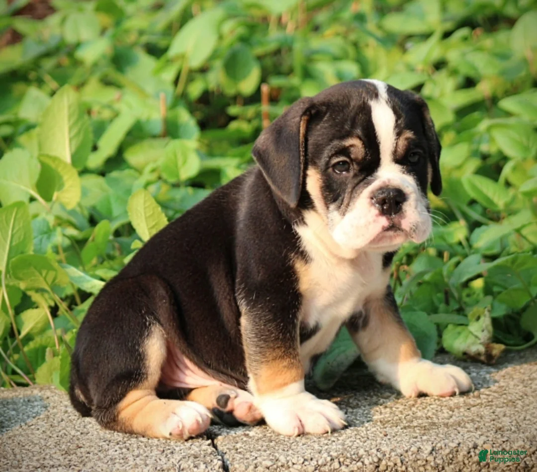 Beabull dogs for sale: Zack - Ad 2