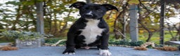 Mixed Breed dogs for sale: Dean - Ad 1