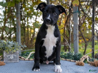 Mixed Breed dogs Dean - Ad 23