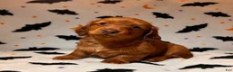 Miniature Dachshund dogs for sale: Pim  - Ad 1