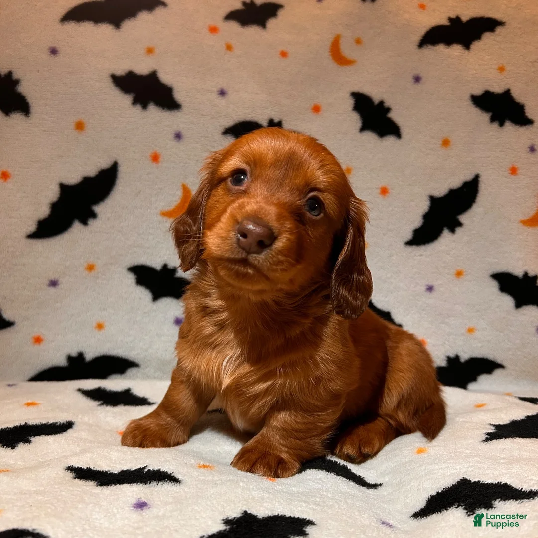 Miniature Dachshund dogs for sale: Pim  - Ad 1
