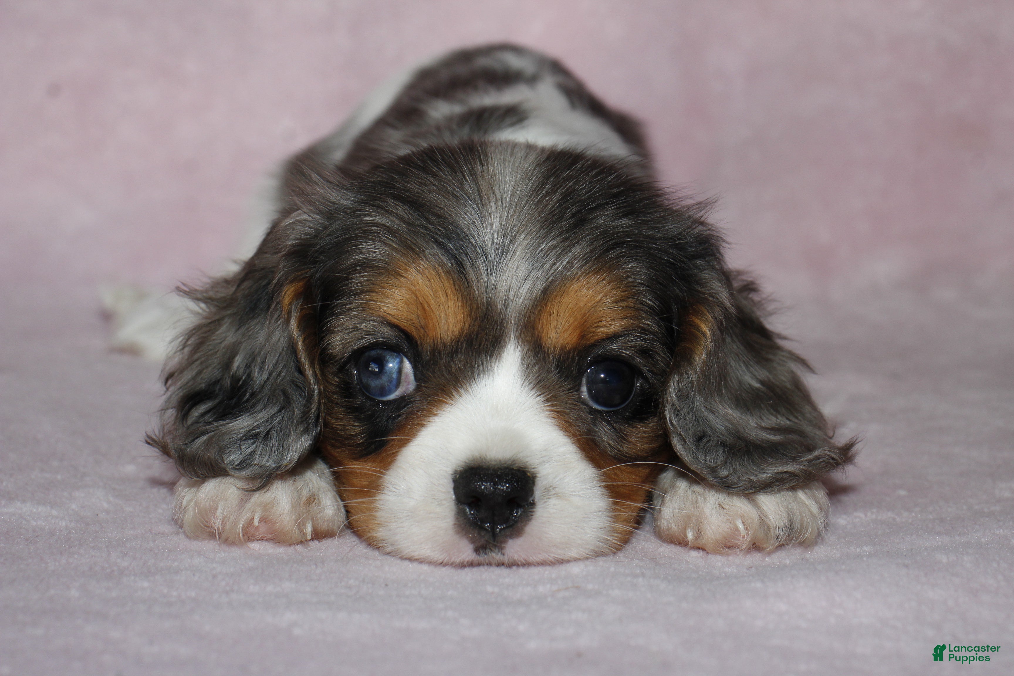 Cavalier King Charles Spaniel dogs EVEREST - Ad 1