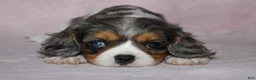 Cavalier King Charles Spaniel dogs for sale: EVEREST - Ad 1