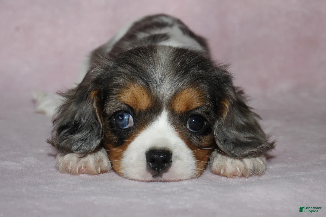 Cavalier King Charles Spaniel dogs for sale: EVEREST - Ad 1