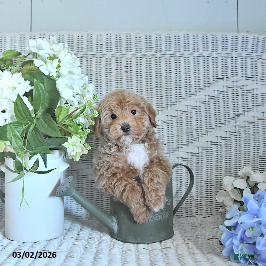 Mini Aussiedoodle dogs Teddy - Ad 1