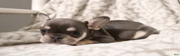 French Bulldog dogs for sale: Leo - Ad 7