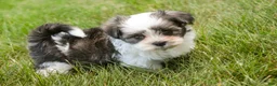 Havanese dogs for sale: Finnegan - Ad 7