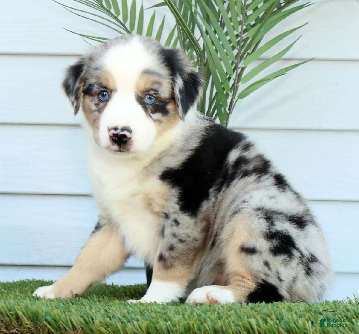 Tina