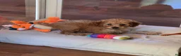 Miniature Poodle dogs for sale: Miniature Poodle 2 - Ad 5