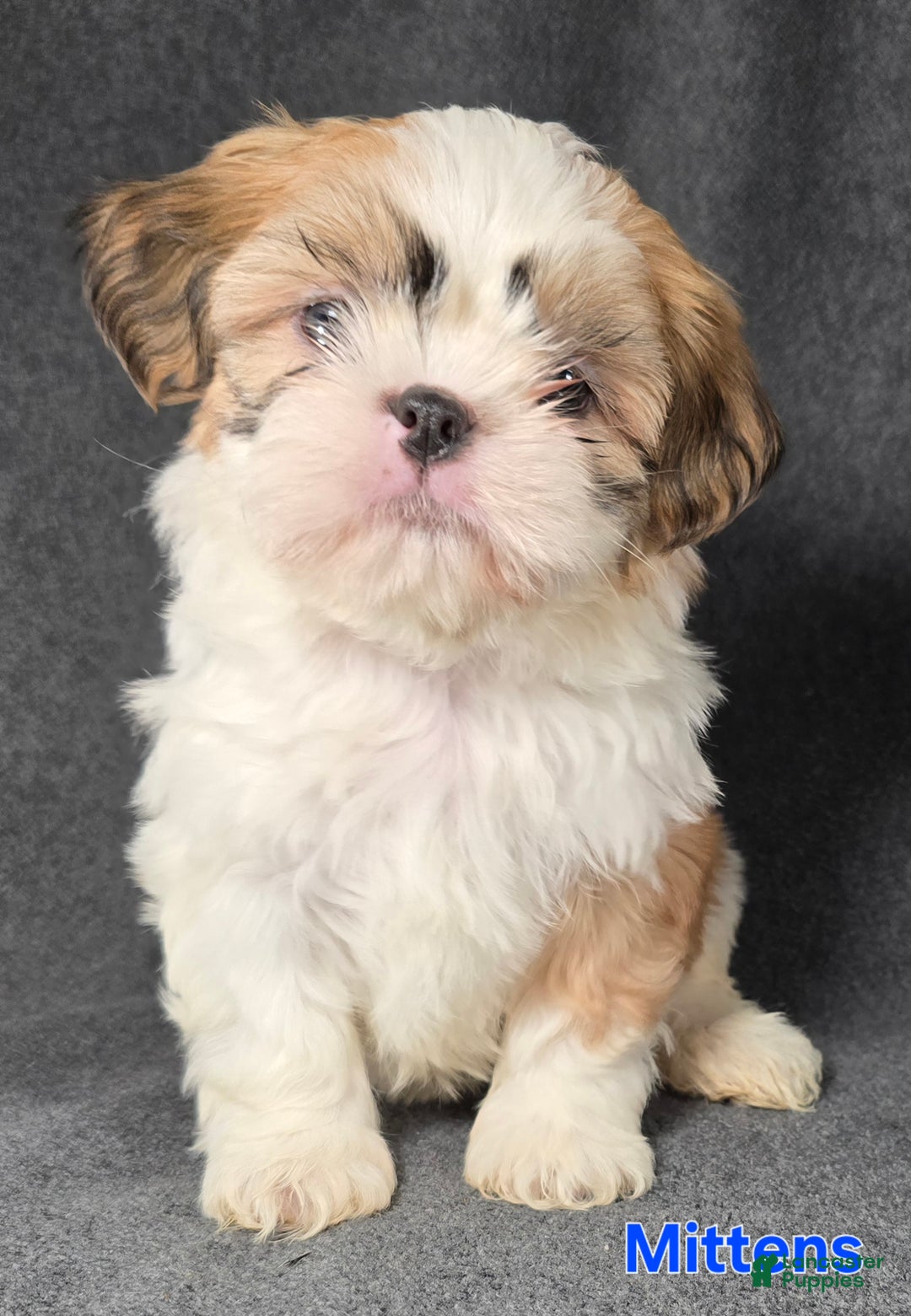 Shih Tzu dogs for sale: Mittens - Ad 3