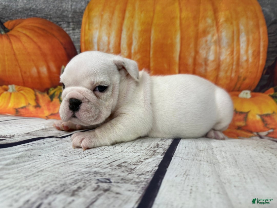 English Bulldog dogs for sale: Powder  - Ad 1