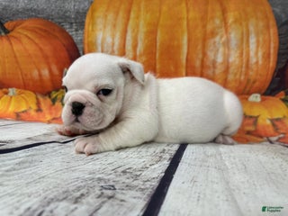 English Bulldog dogs Powder - Ad 15