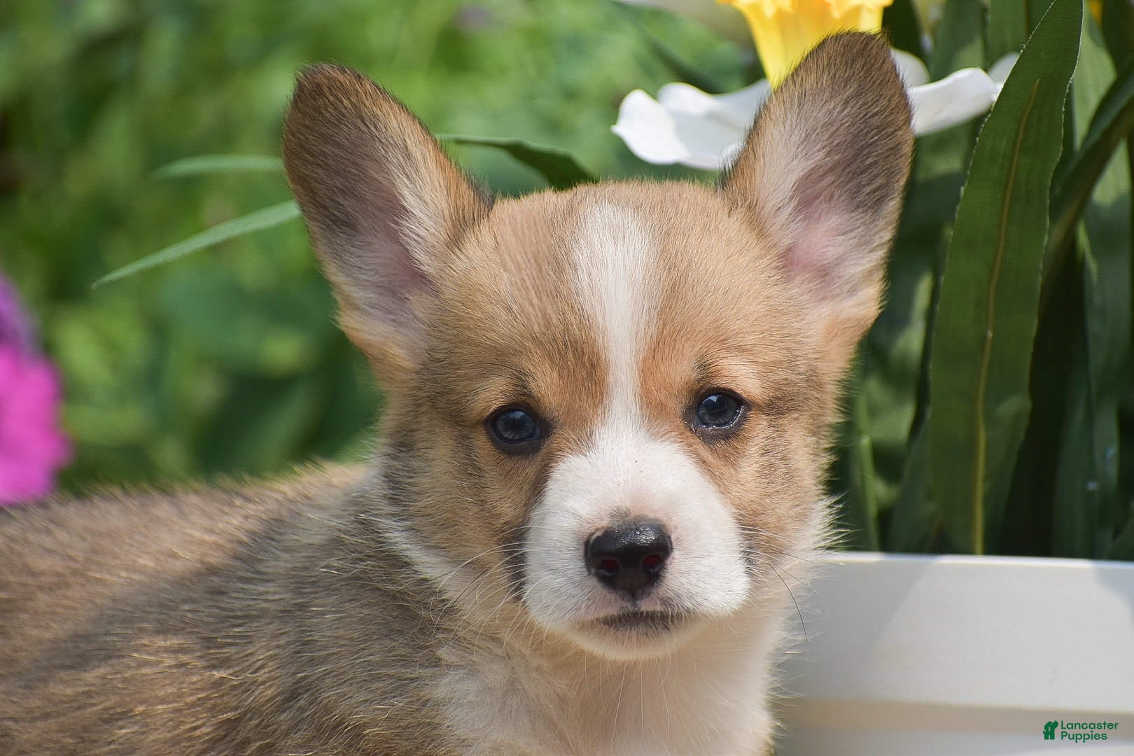 Welsh Corgi Pembroke dogs Cyrus - Ad 2