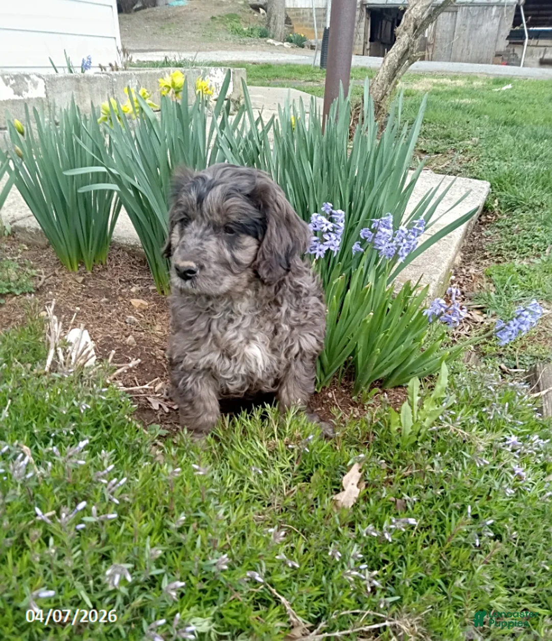 Mini Goldendoodle dogs for sale: Abner - Ad 1