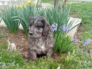 Mini Goldendoodle dogs Abner - Ad 14