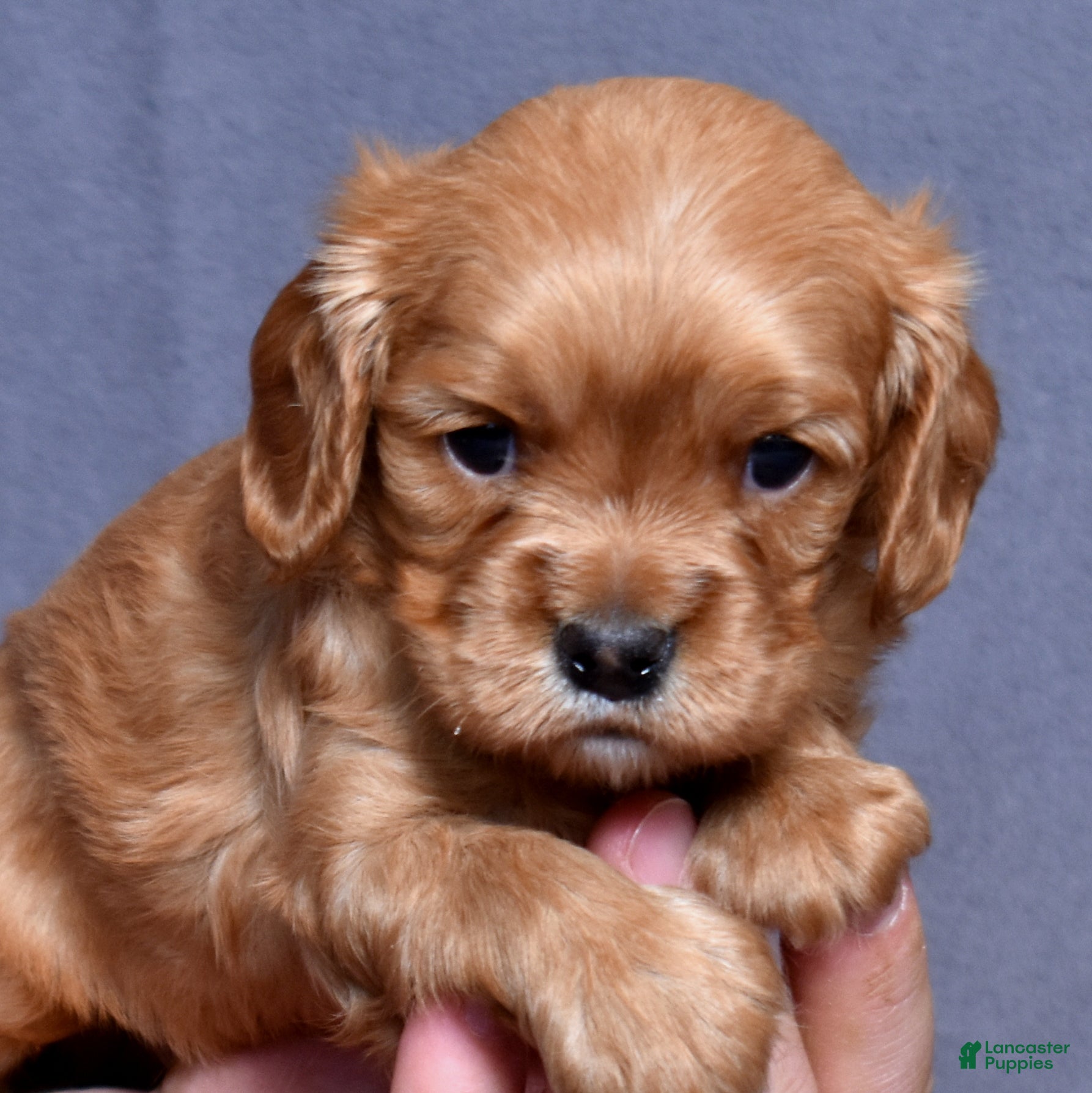 Cavalier King Charles Spaniel dogs Zephyr - Ad 2