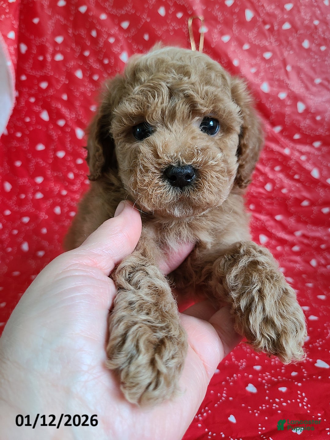 Bichpoo dogs for sale: Daryn - Ad 6