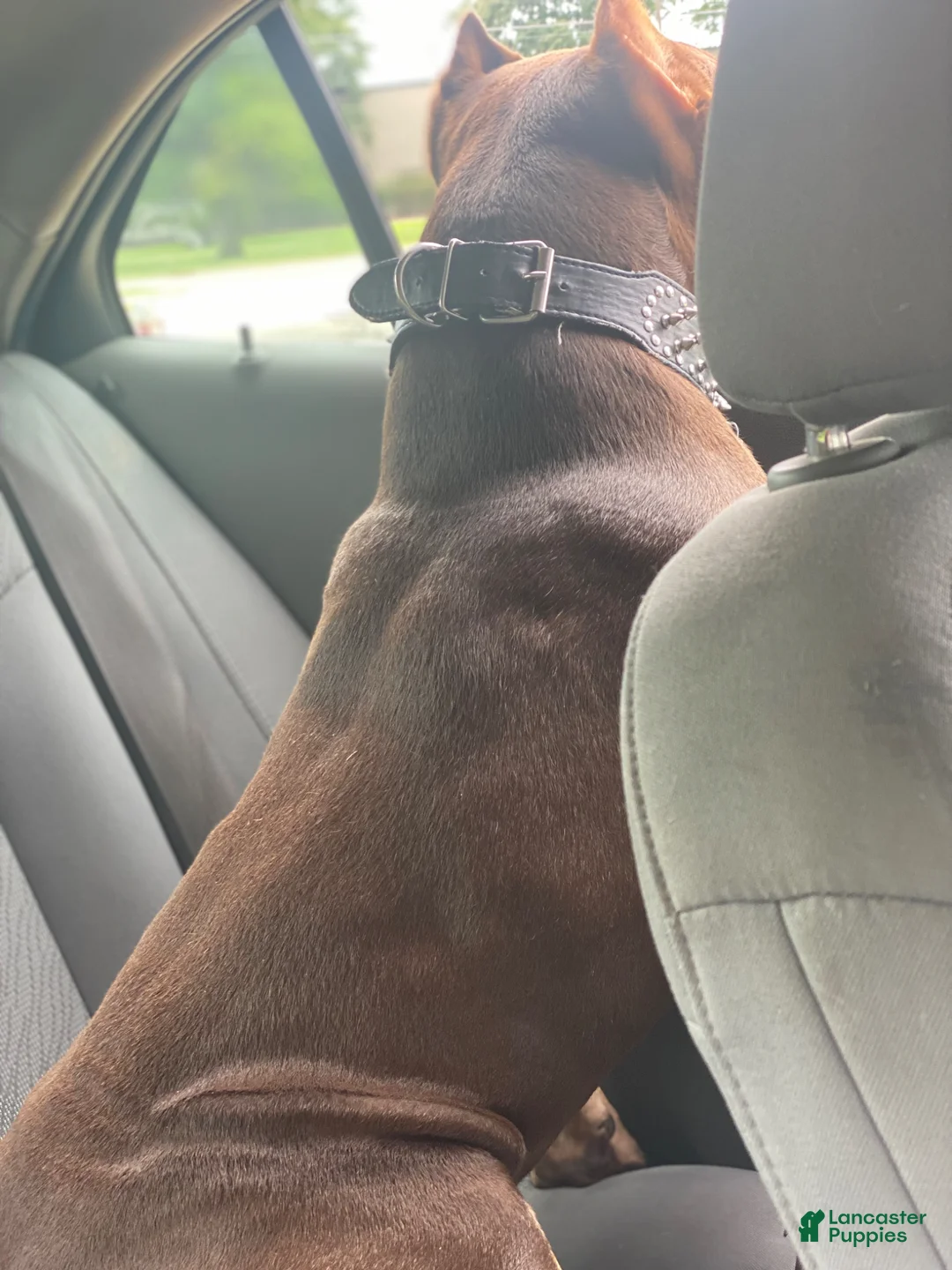 American Bully dogs for sale: American Bully Puppy 1 - Ad 1