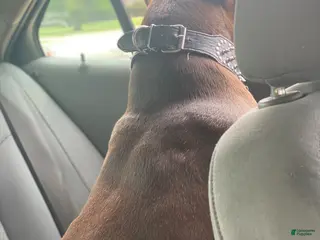 American Bully dogs American Bully Puppy 1 - Ad 35