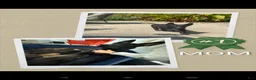 German Shepherd dogs for sale: Griffin - Ad 2