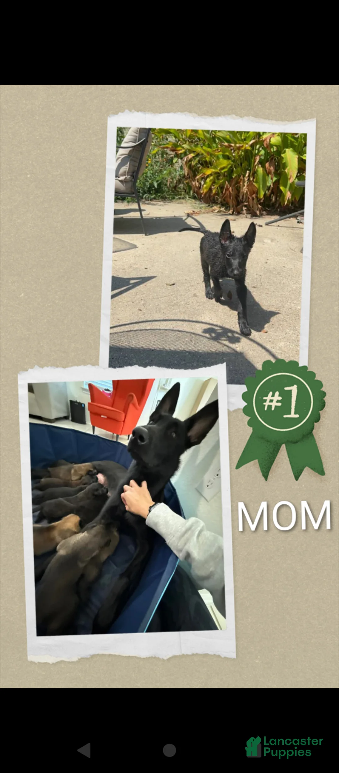German Shepherd dogs for sale: Griffin - Ad 2
