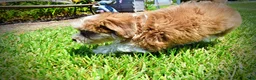 Havapoo dogs for sale: Doodles - Ad 11