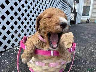 Goldendoodle dogs Goldendoodle Female - Light Pink - Ad 37