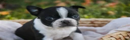 Boston Terrier dogs for sale: Cathy Boston Terrier  - Ad 4